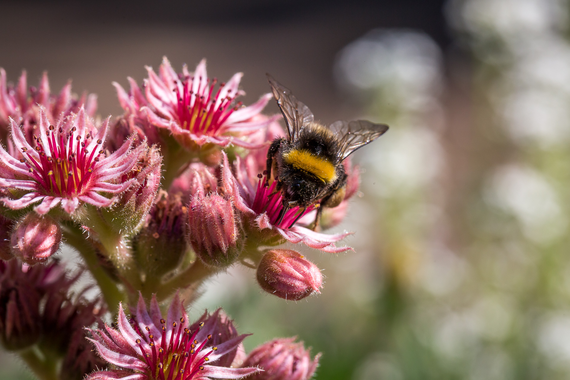 flower bee