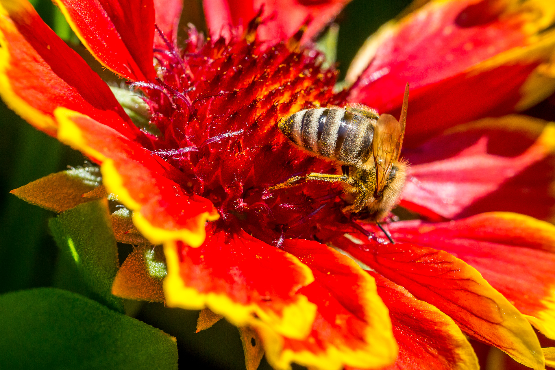 flower bee