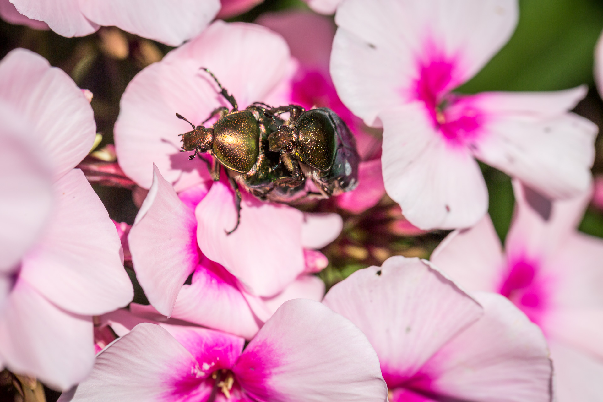 flower bug