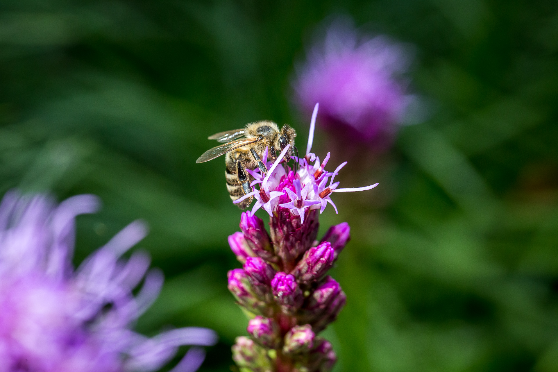 flower bee