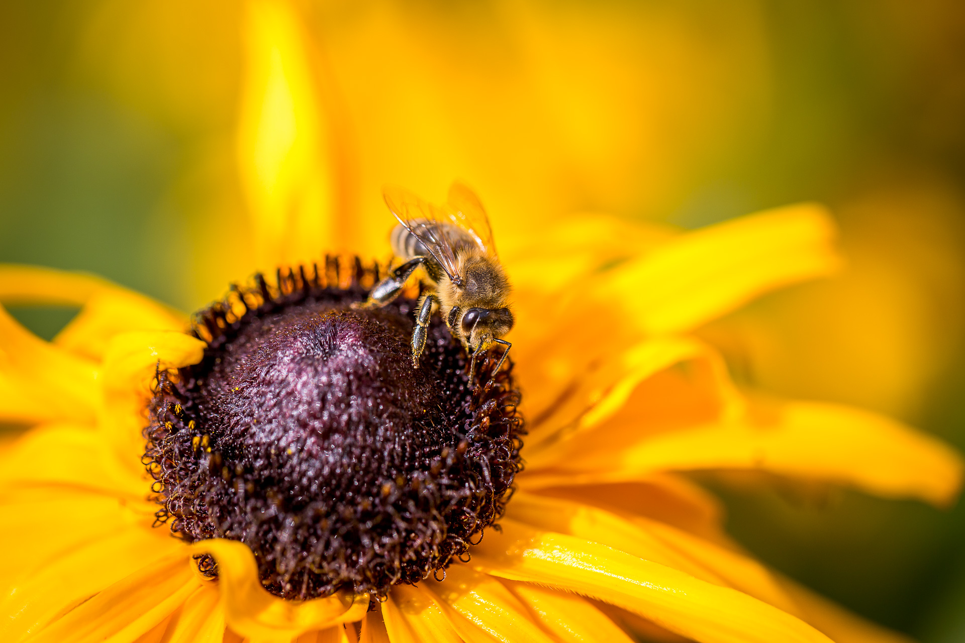 flower bee