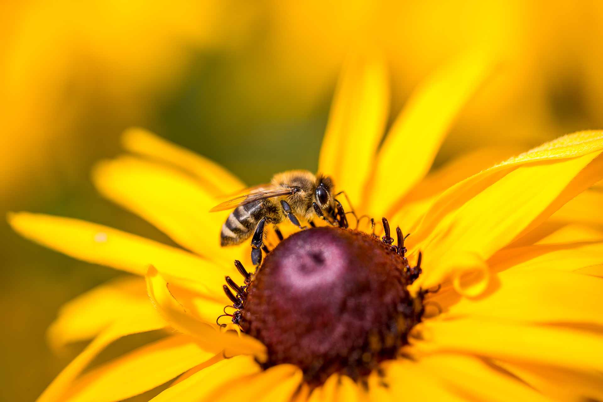 flower bee