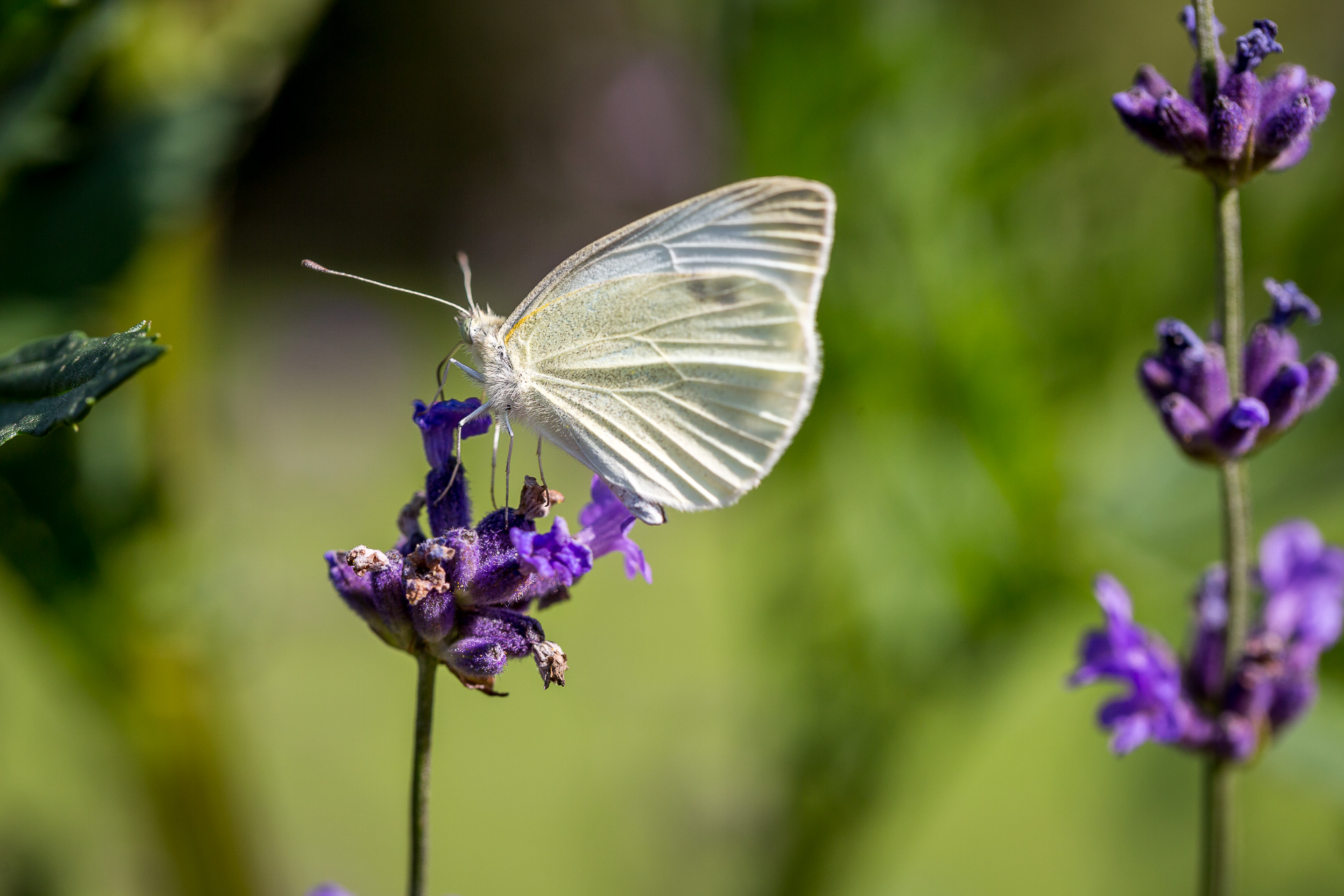 butterfly