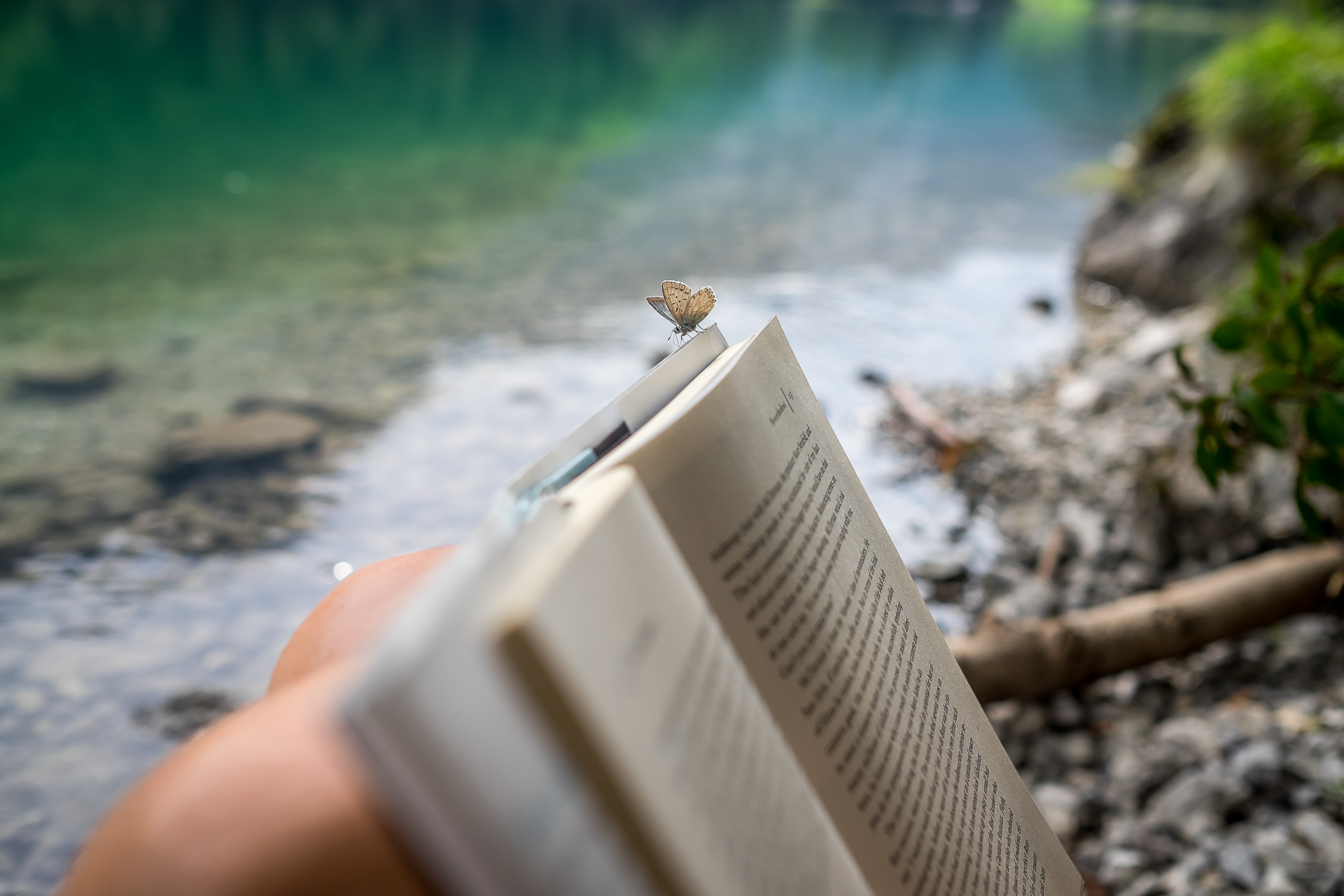 butterfly reading book