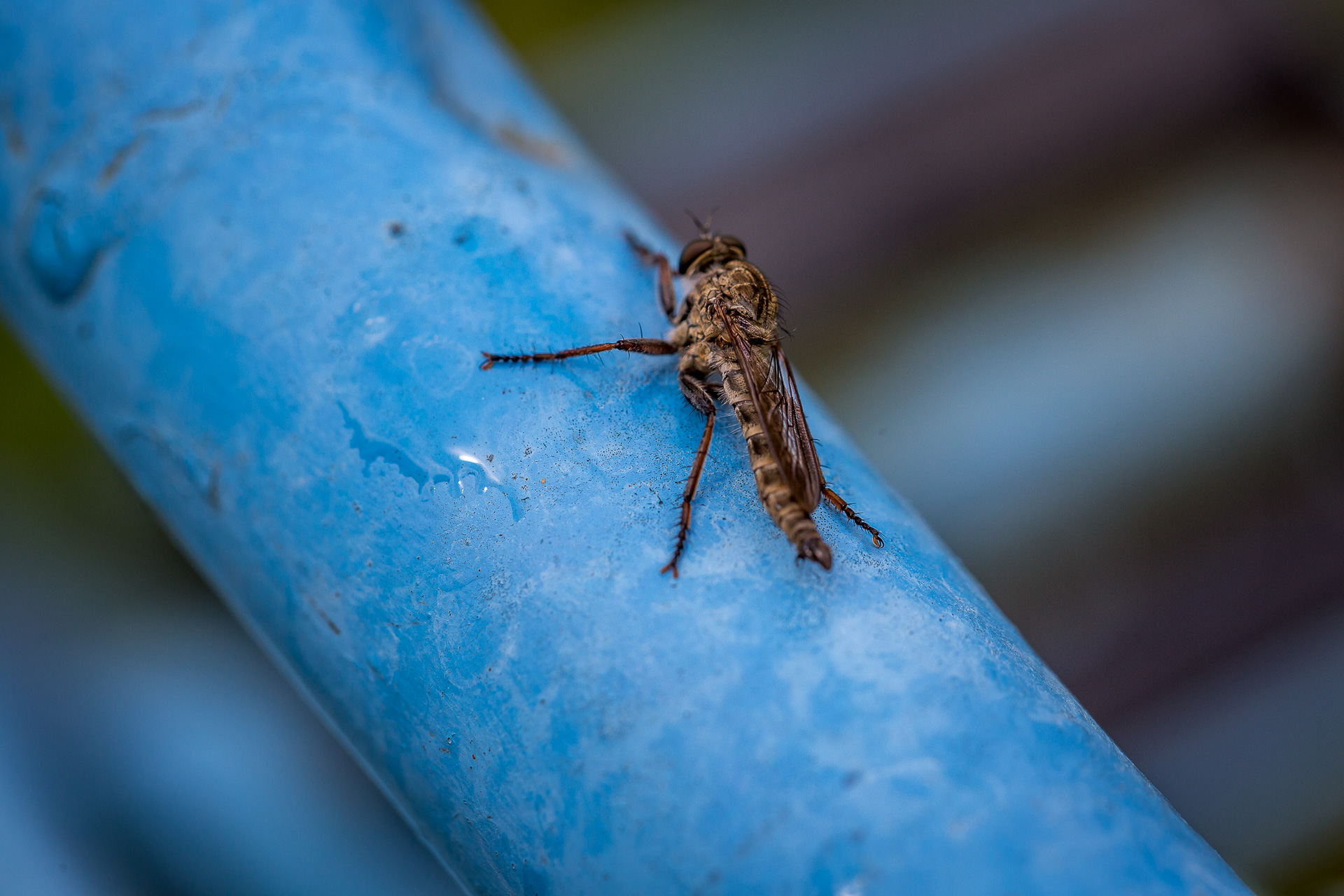 blue bike insect