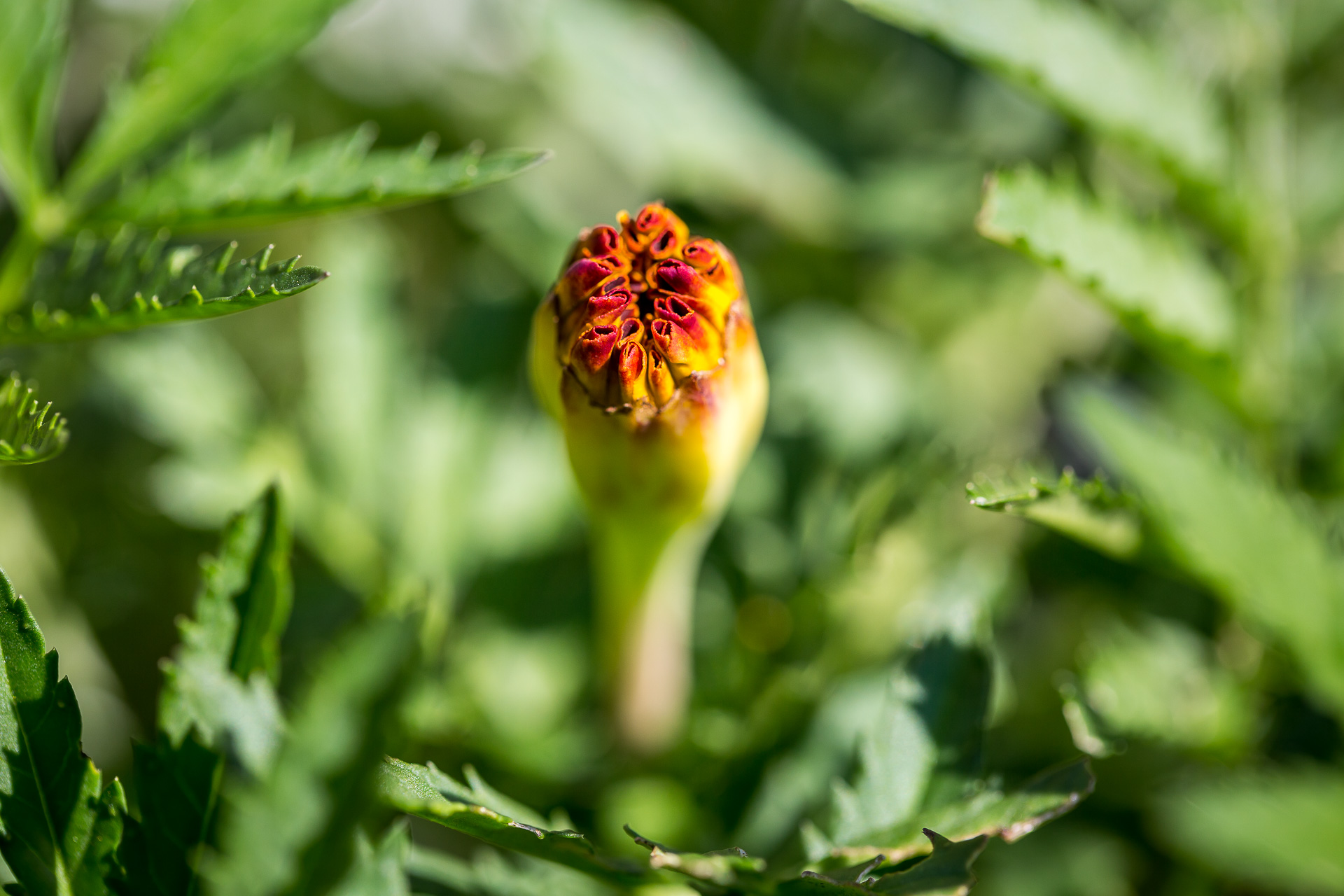 Austria flowers macro