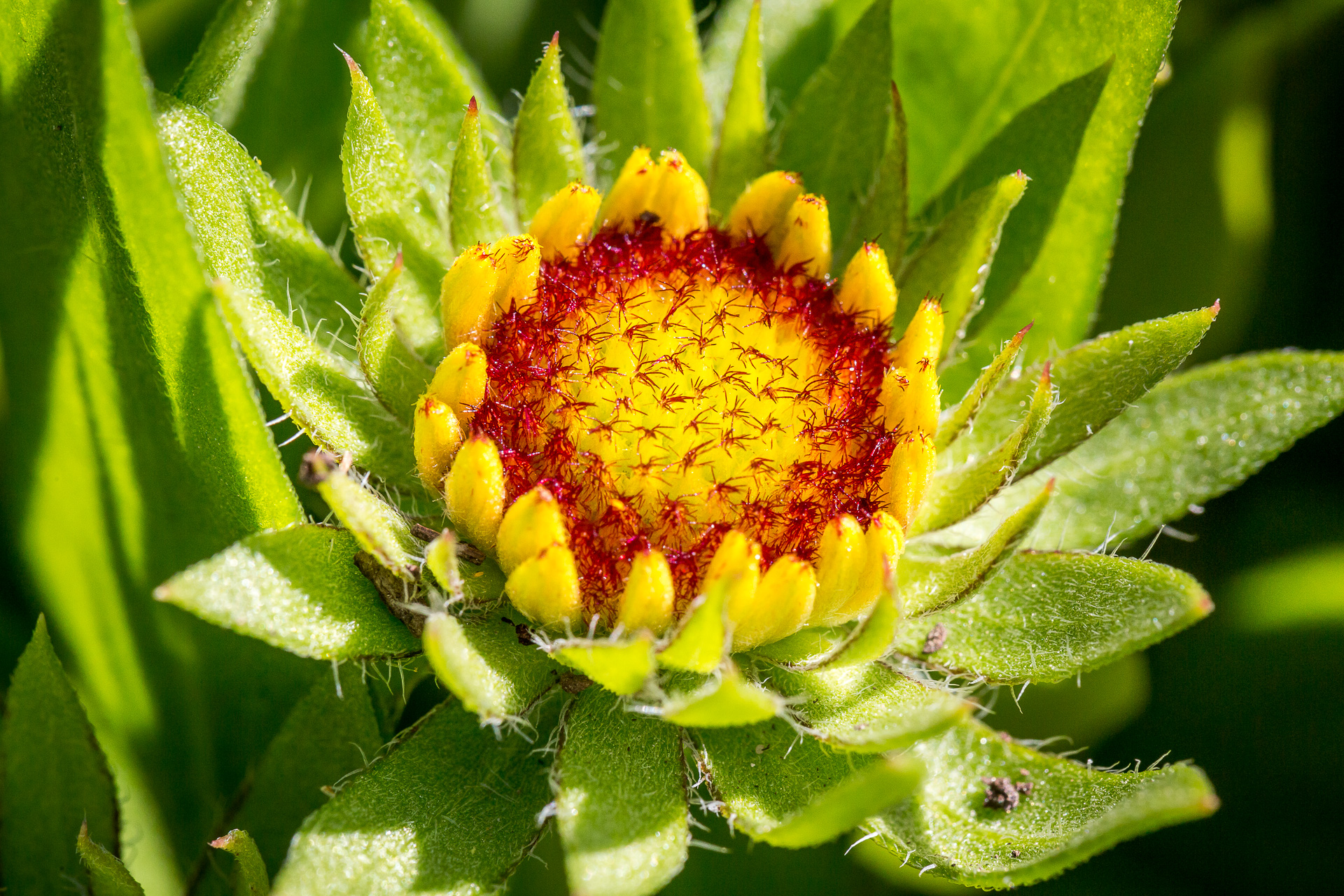 Austria flowers macro