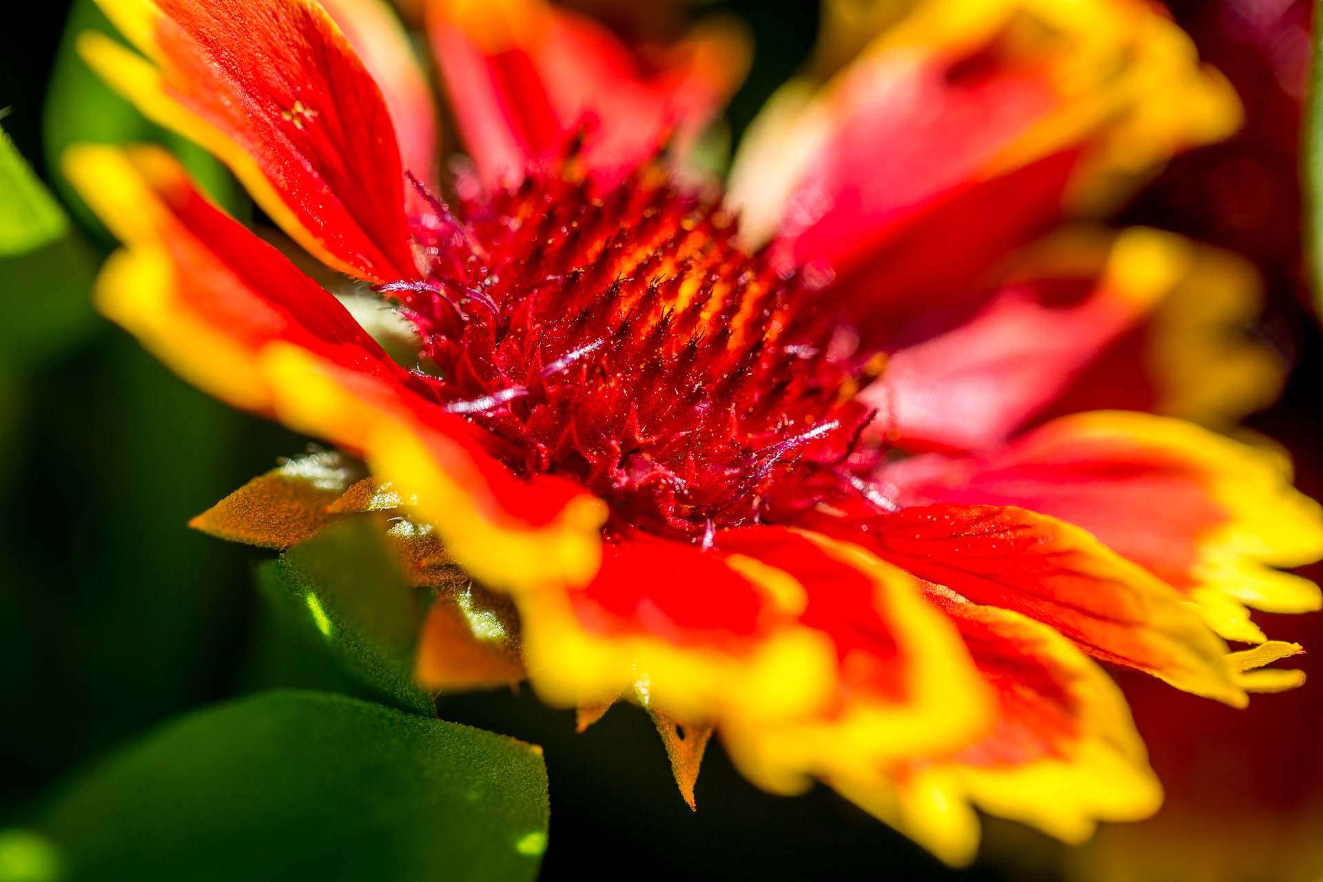 Austria flowers macro