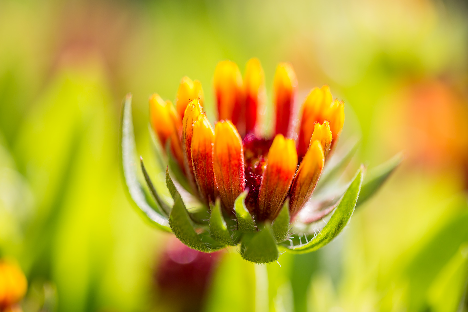 Austria flowers macro