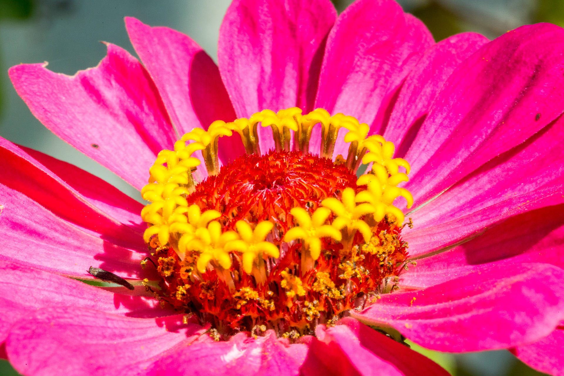 Austria flowers macro yellow