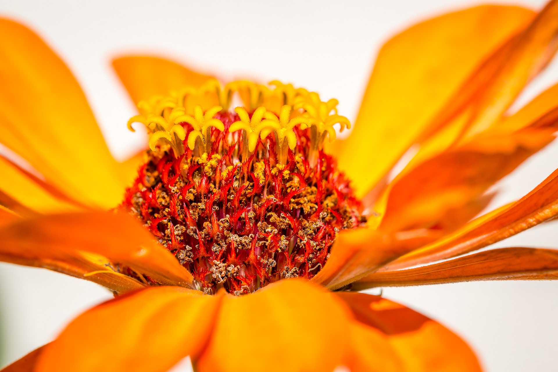 Austria flowers macro