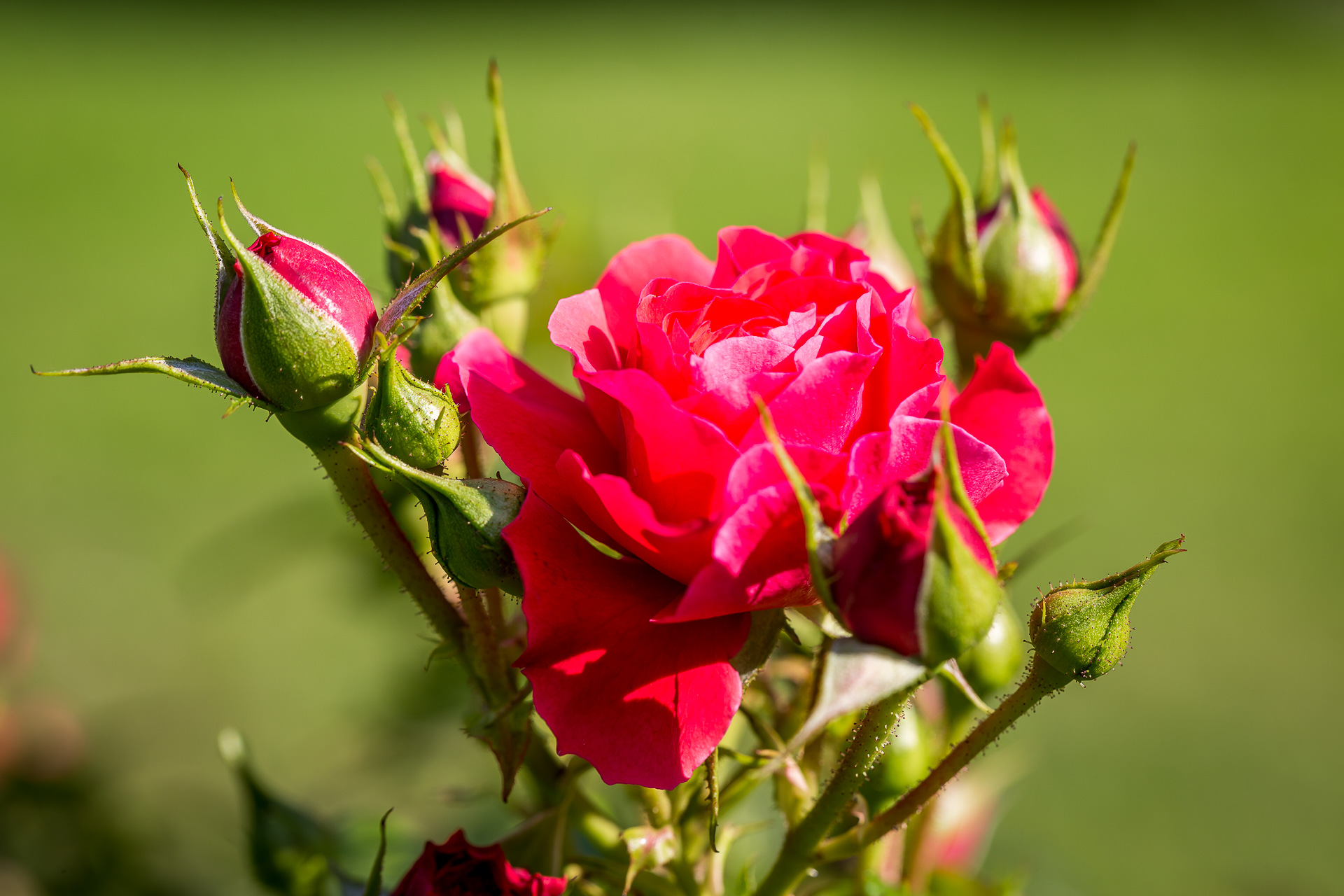 flower red rose