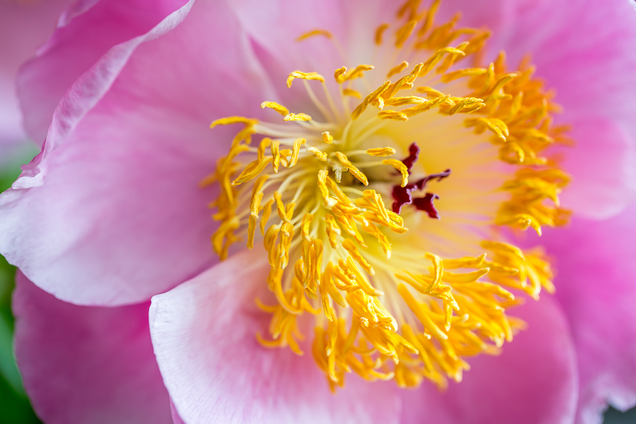 flower Pfingstrose peony