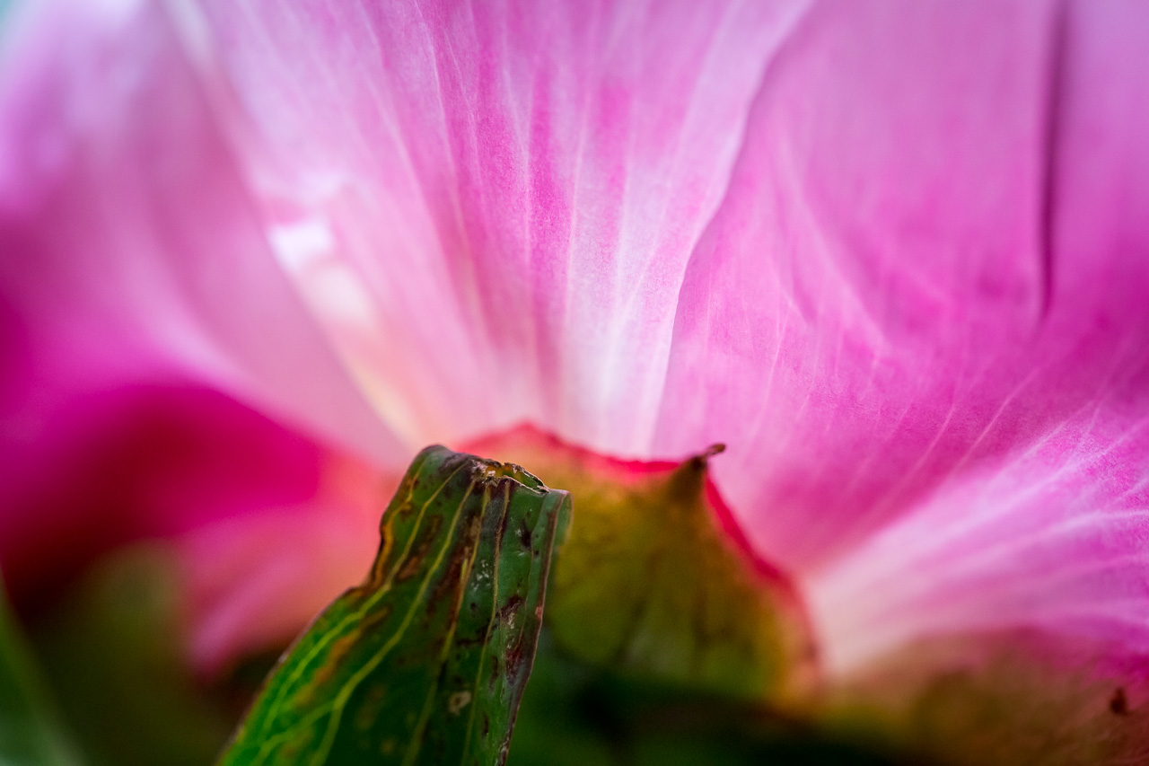 peony pfingstrose back