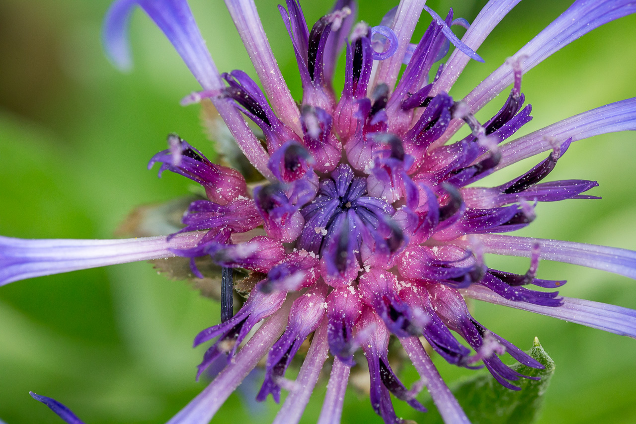 flower Korbblume cornflower