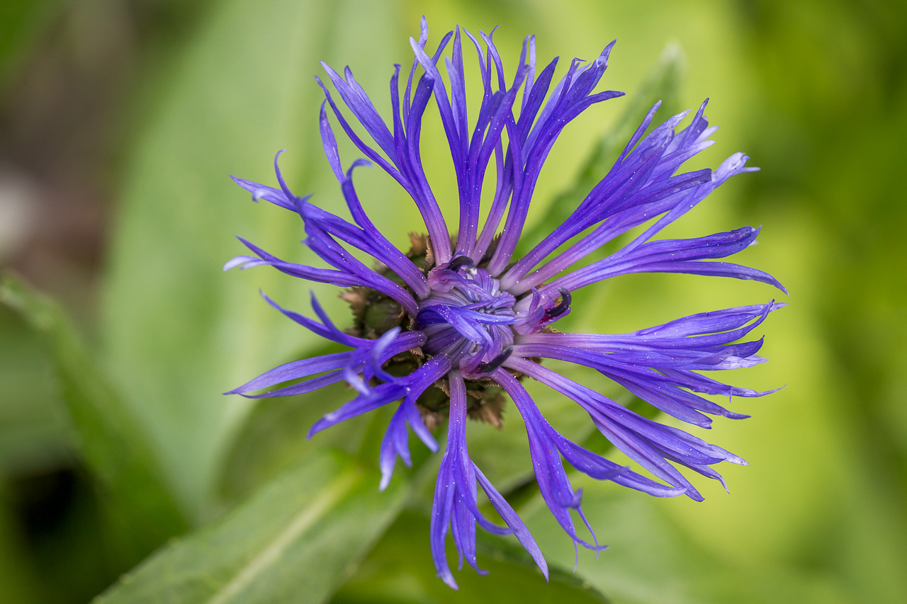 flower Korbblume cornflower