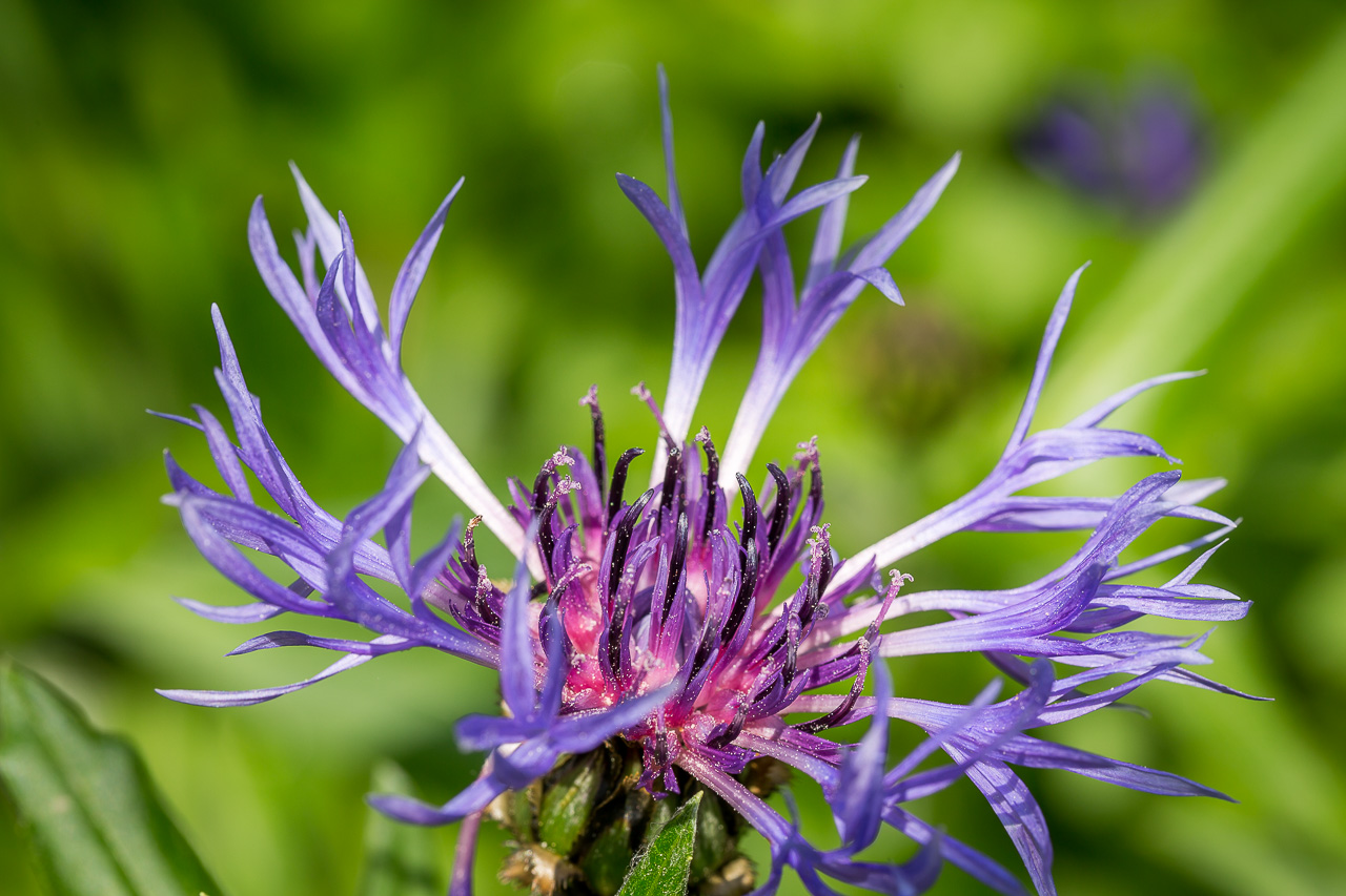 flower Korbblume cornflower