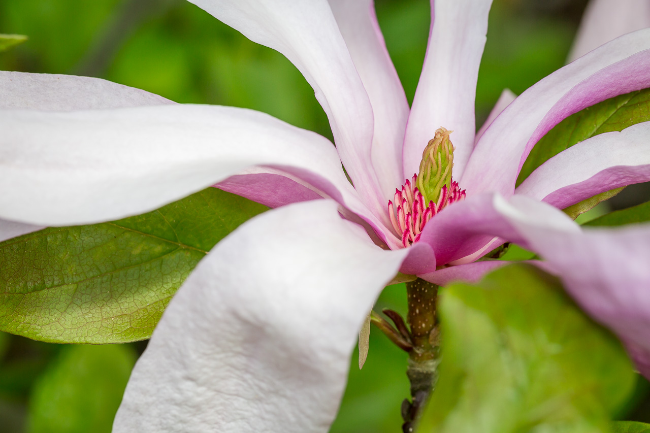 magnolia flower blossom