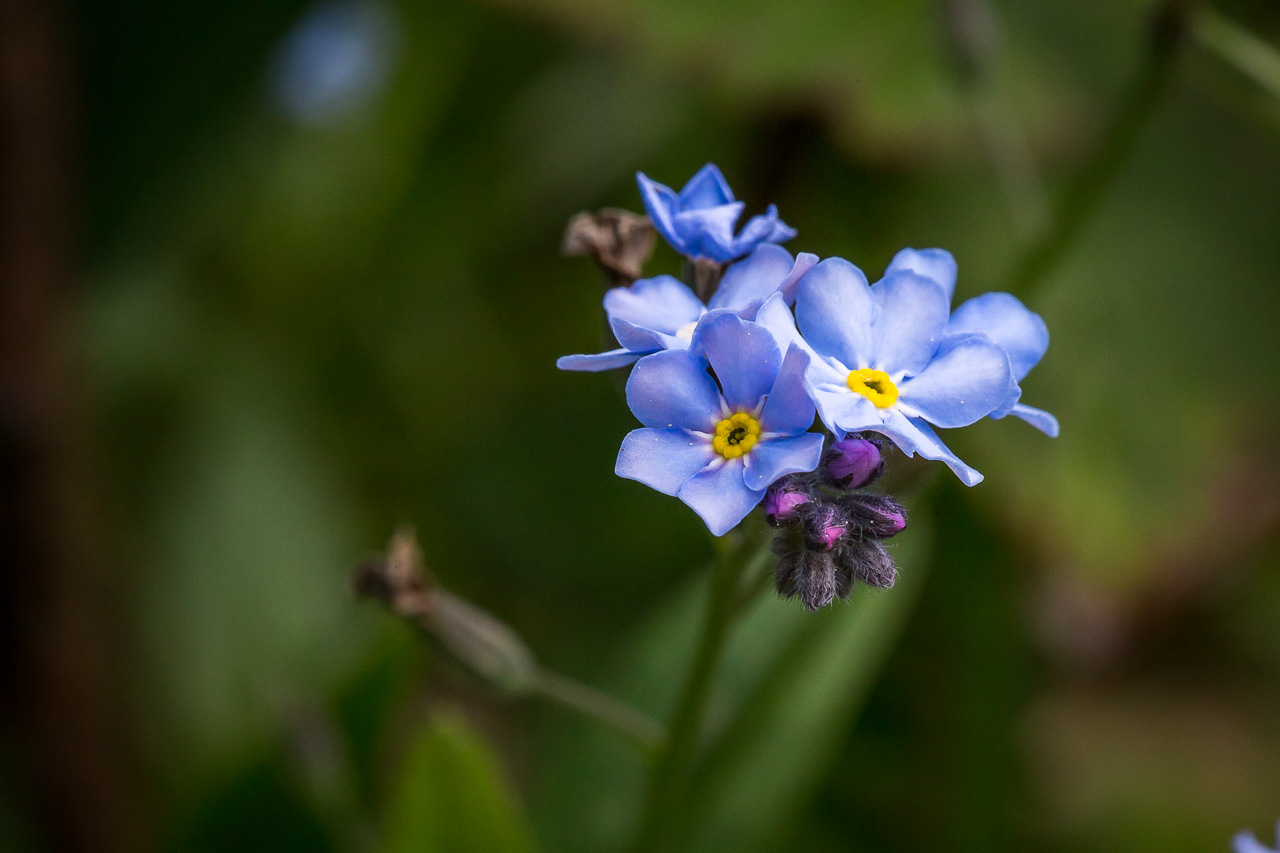 blue flower