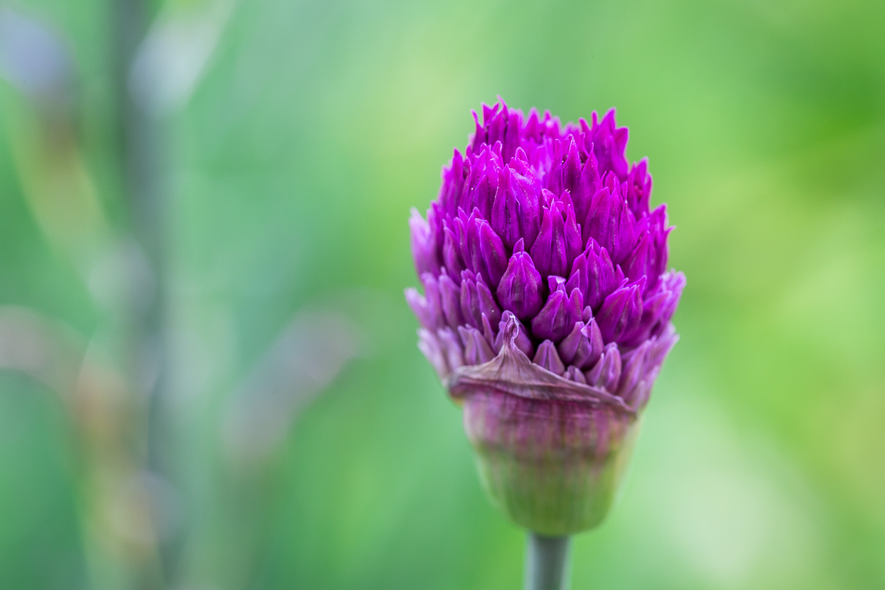 purple blossom