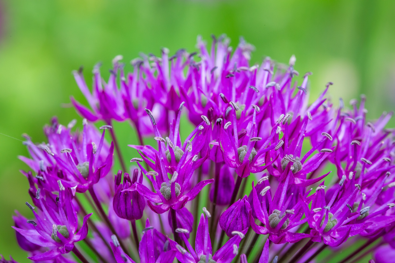 purple flower