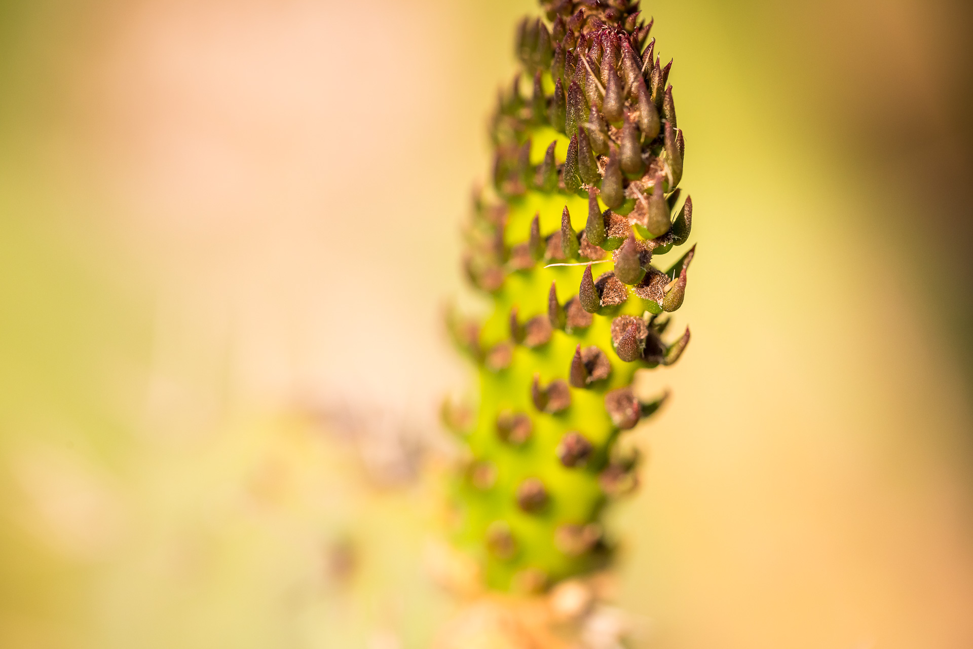 cactus macro