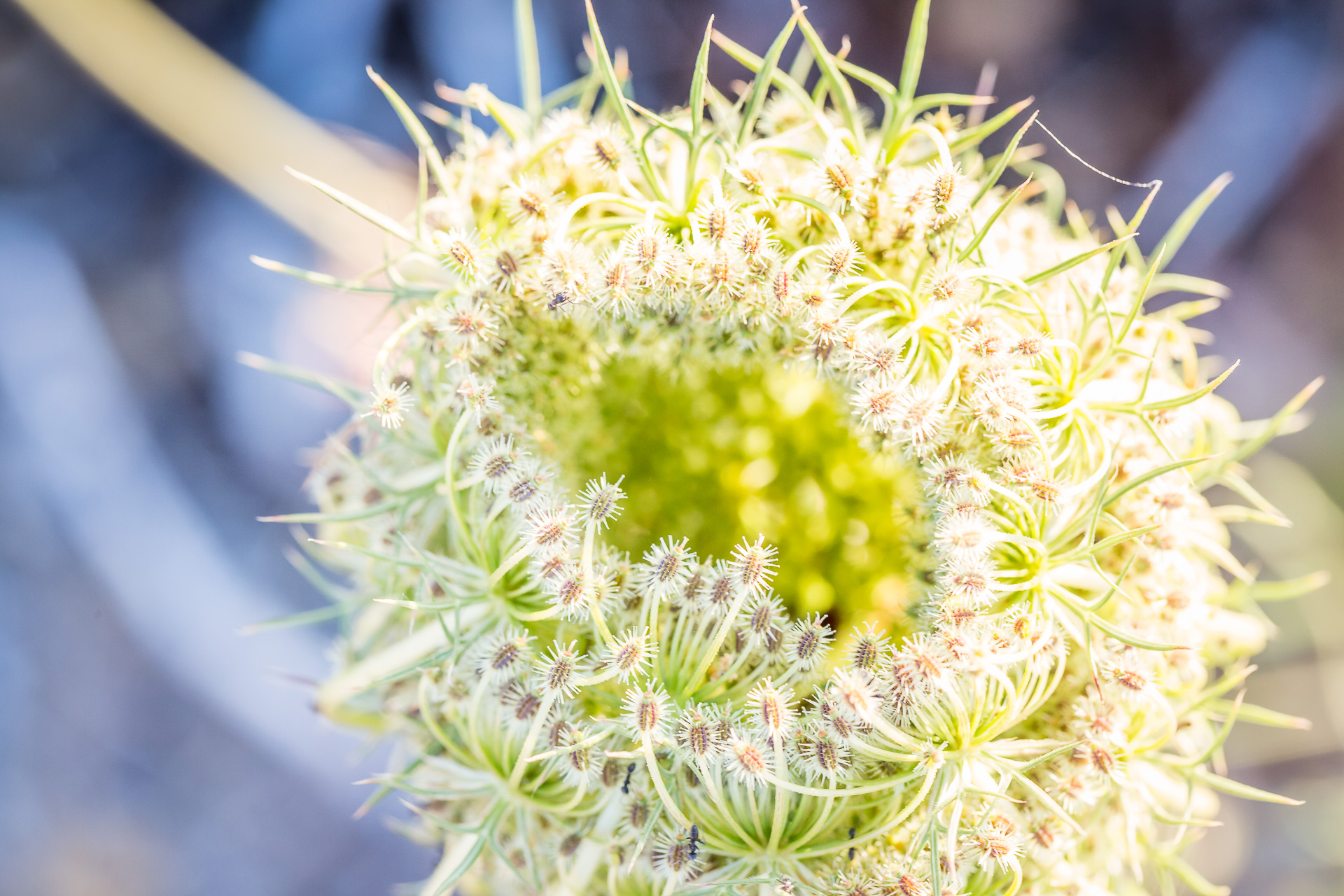 flowers macro sunset