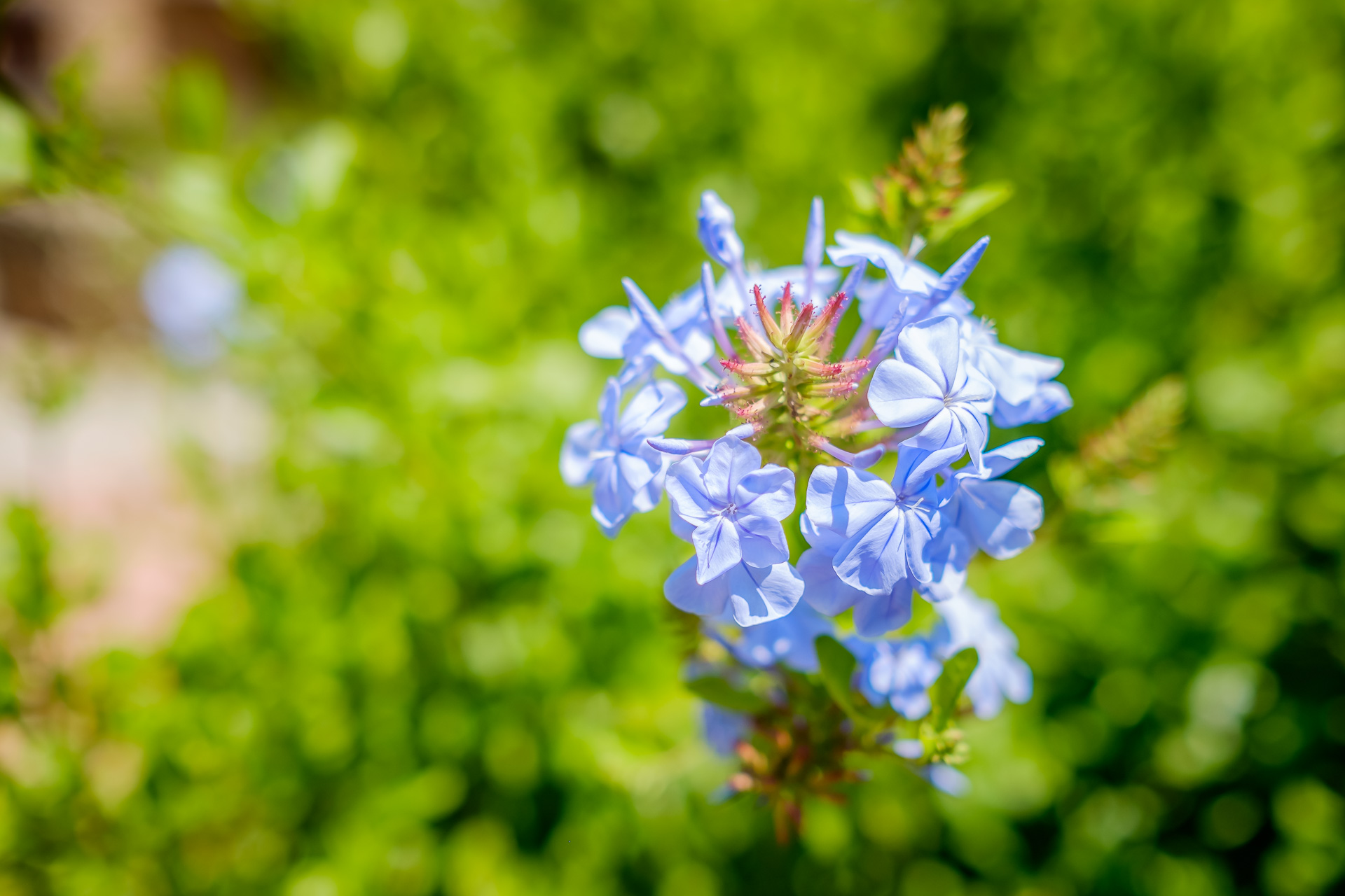 flowers macro blue