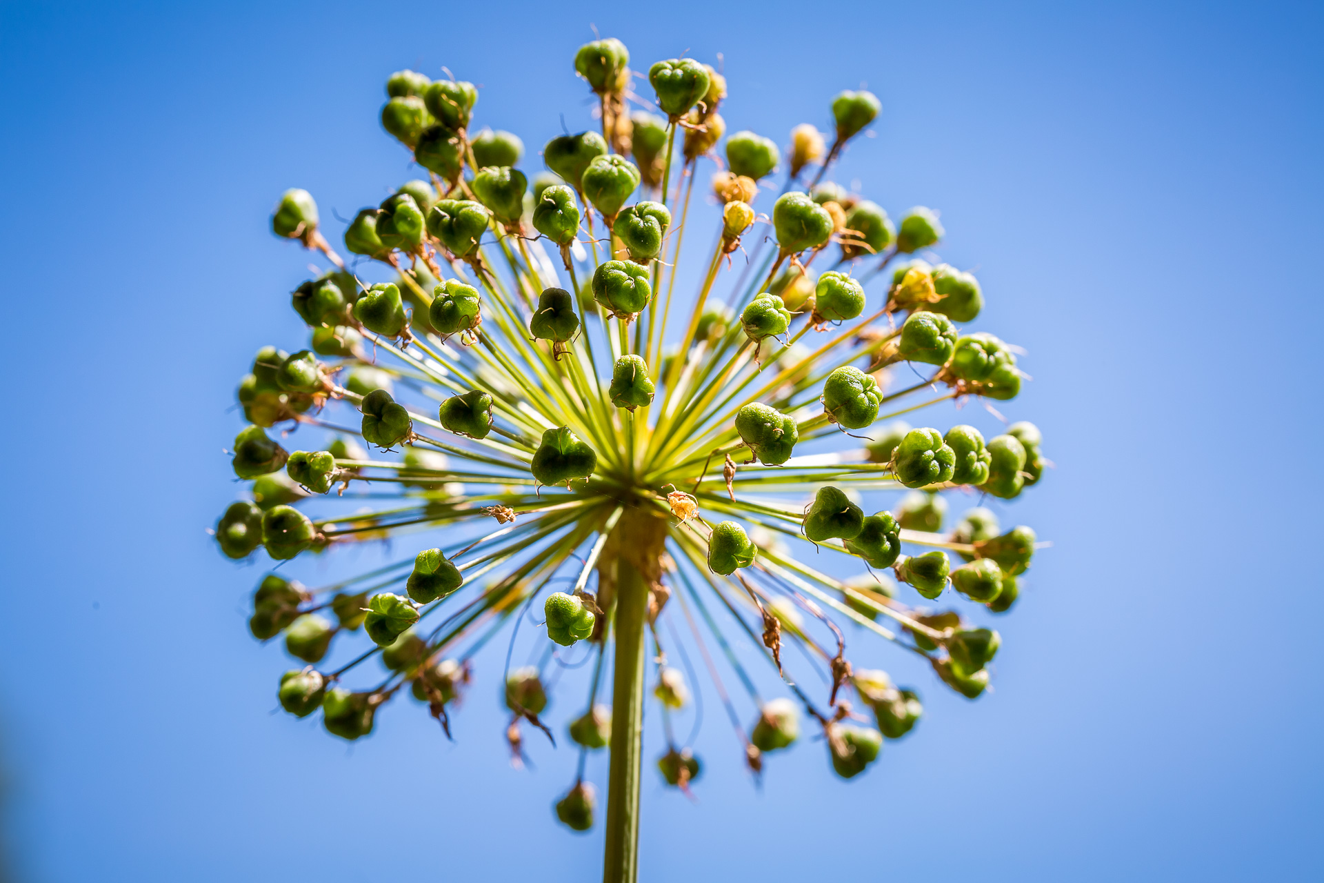 flowers macro blue sky